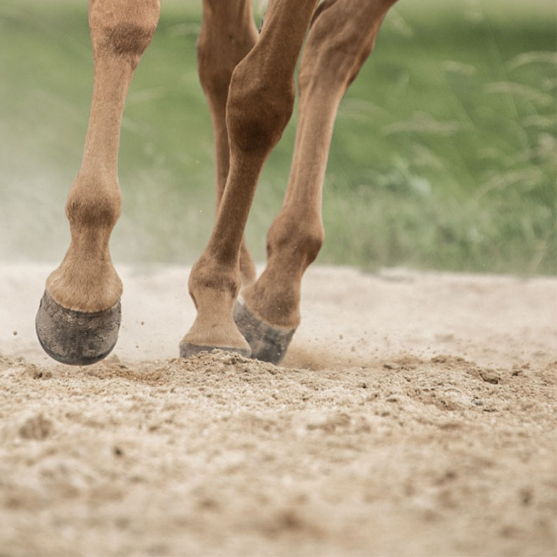 M3C Zand / Paardenbakzand