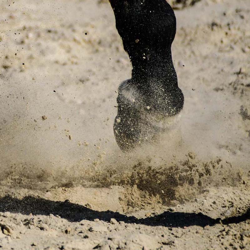 M3C Zand / Paardenbakzand