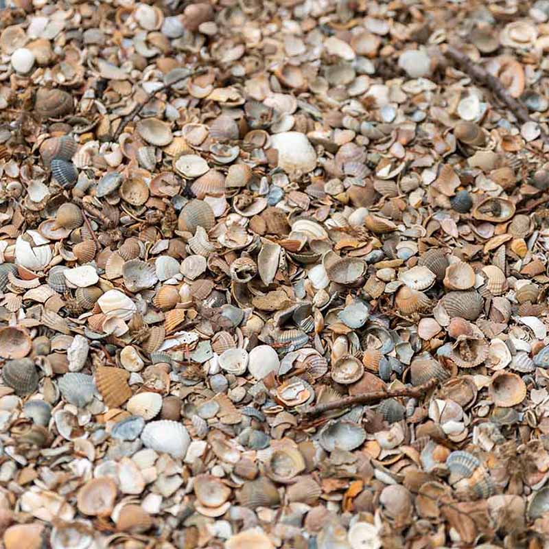 Gewassen schelpen (Standaardformaat)
