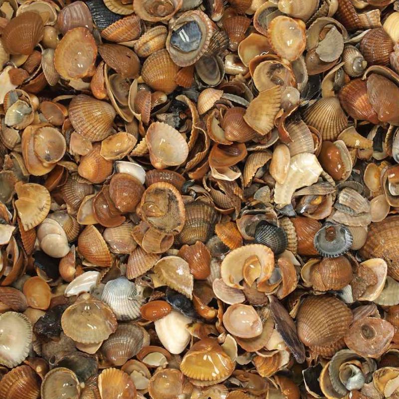 Gewassen schelpen nat (Standaard formaat)