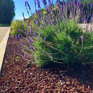 Lavasplit 8 - 16mm aangelegd