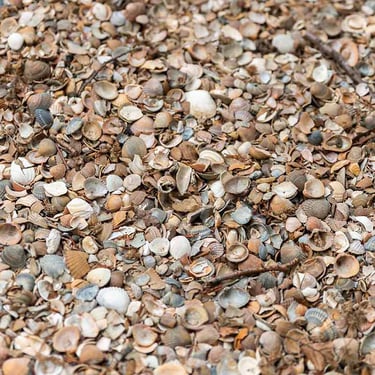 Gewassen schelpen (Standaardformaat)