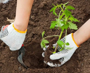 Zwart zand, teelaarde, tuinaarde, zwarte grond: is dit allemaal hetzelfde?