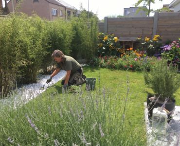 Mauvaises herbes