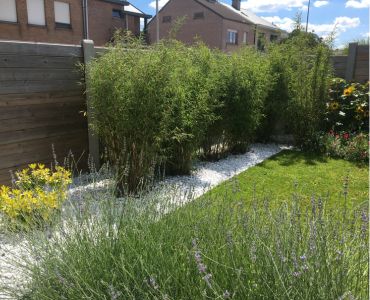 Klimaatbestendige bomen