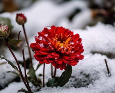 Winter bloemen